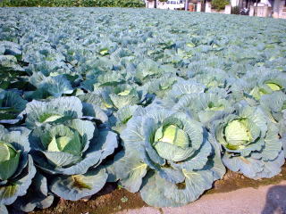 cabbage