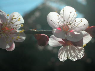 sakura1